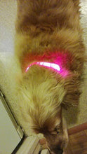 Load image into Gallery viewer, LED Glow Dog Collar Offer