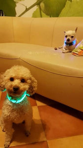 LED Glow Dog Collar Offer